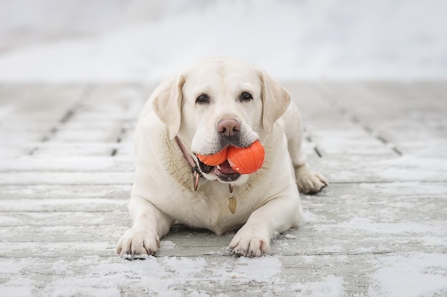 Labrador fun and games outdoors during sunny winter day