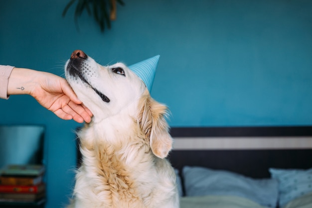 Labrador golden retriever dog celebrates birthday in a cap