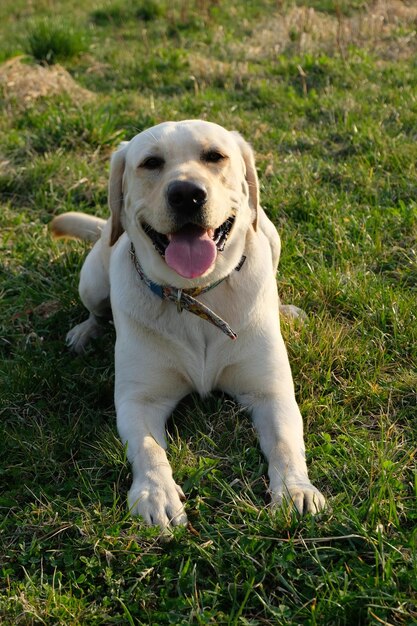 Photo labrador on the grass