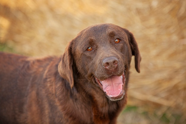 Labrador hond close-up Portret met een landelijke achtergrond