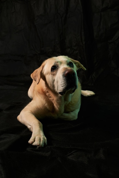 Labrador hond geïsoleerd op zwarte achtergrond