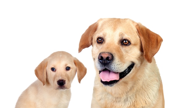 Labrador honden geïsoleerd op een witte achtergrond