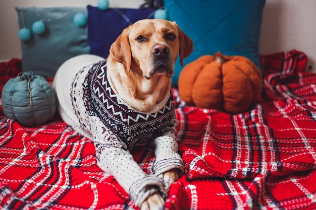 Labrador in een Kerstmissweater die op de rode deken liggen