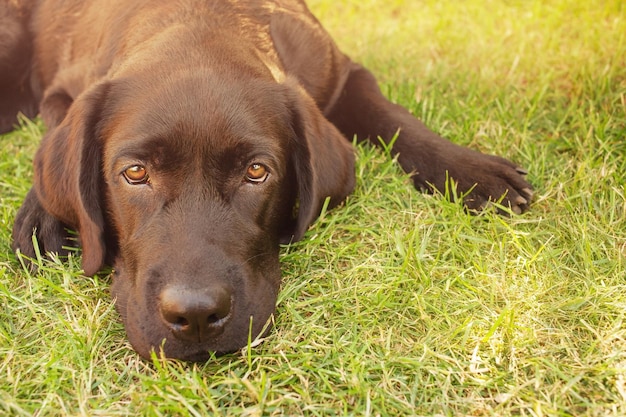 Labrador junior lies on green grass The dog is looking at the camera