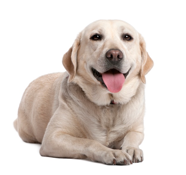 Labrador liggen en hijgen