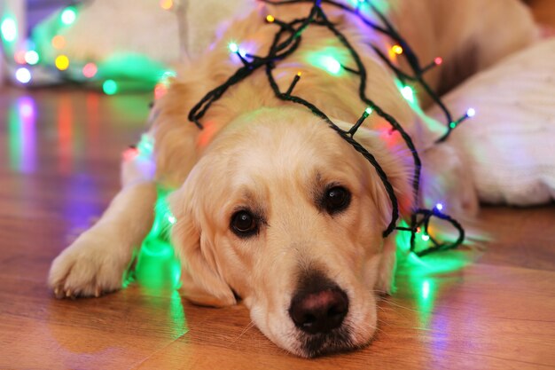 Labrador liggend met slinger op houten vloer en kerstversiering achtergrond