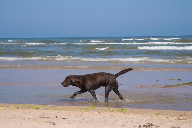 Foto labrador guarda il mare