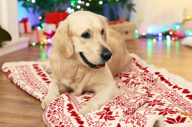 Labrador lying on plaid on wooden floor and Christmas decoration