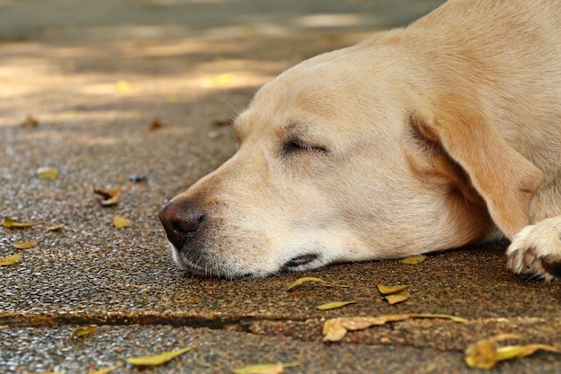 Labrador om te slapen