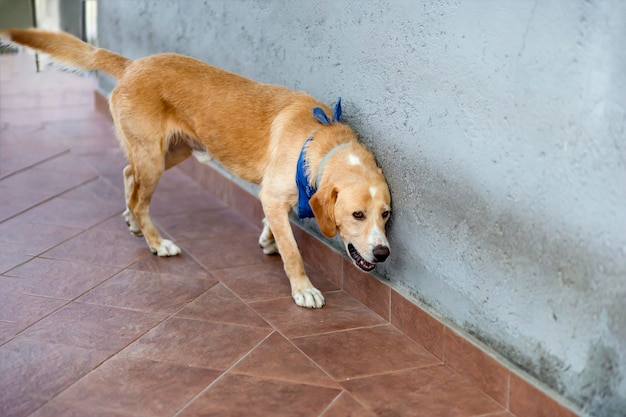 Labrador ontmoet het huis rende naar een ontmoeting gelukkig