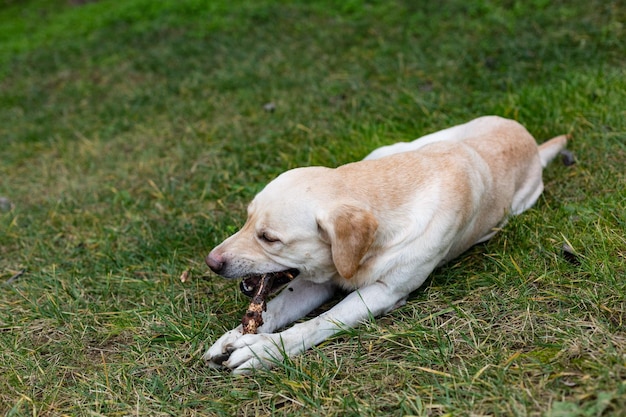 Labrador op een wandeling in het park