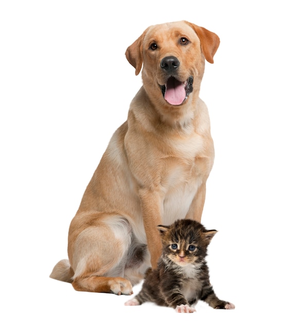 Labrador ansimante e gattino, isolato su bianco