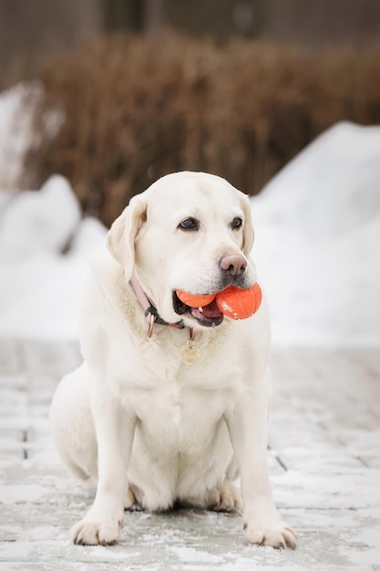 Labrador plezier en spelletjes buitenshuis tijdens zonnige winterdag