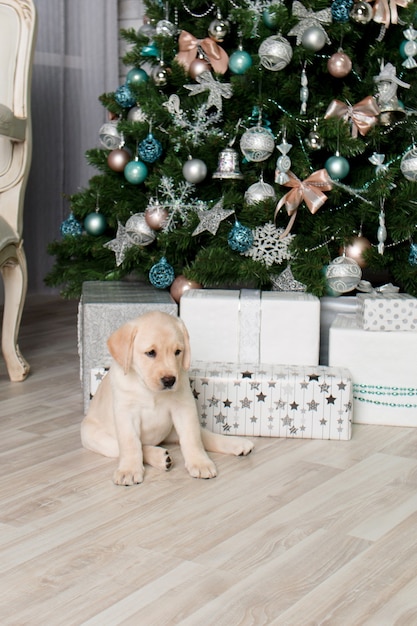 Labrador puppy next to gifts under the Christmas tree