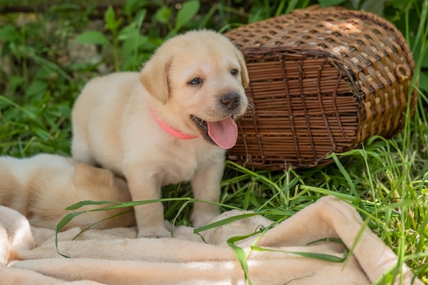 Labrador puppy in green grass