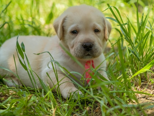 Labrador puppy in green grass