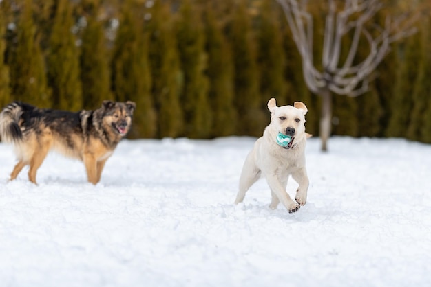 Foto labrador puppy houdt een bal tussen zijn tanden en rent weg van een bastaard