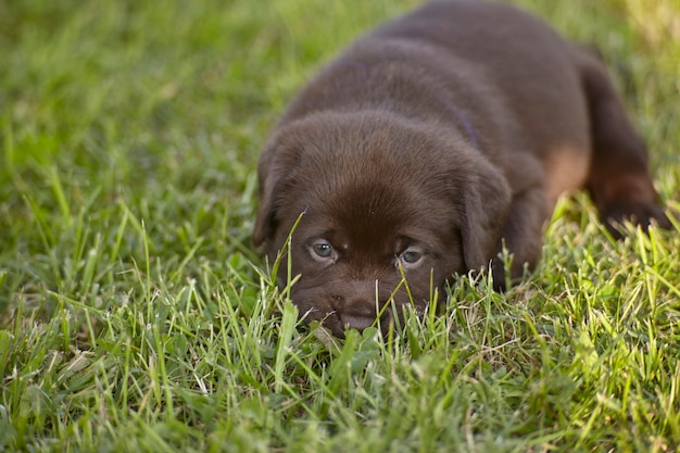 Labrador puppy liggend in het groene gras van de tuin met de bedoeling een dutje te doen