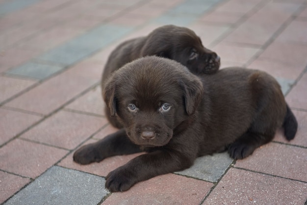 Labrador puppy lying on the ground #1