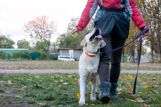 Foto addestramento all'obbedienza del cucciolo di labrador. esecuzione di comandi e addestramento del cane.