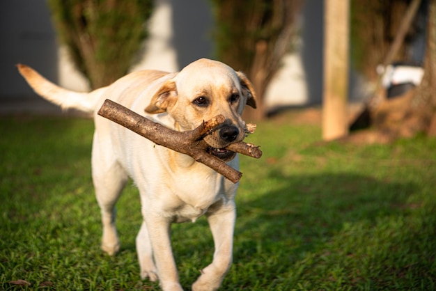 Cucciolo di labrador che gioca a catturare un pezzo di legno in un giardino