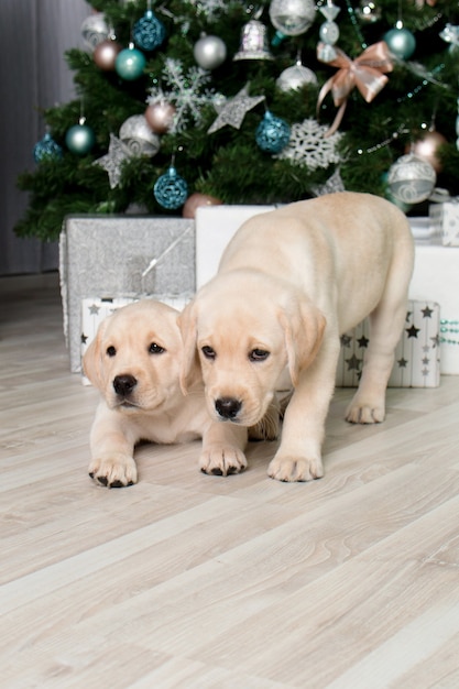 Labrador puppy's naast cadeaus onder de kerstboom