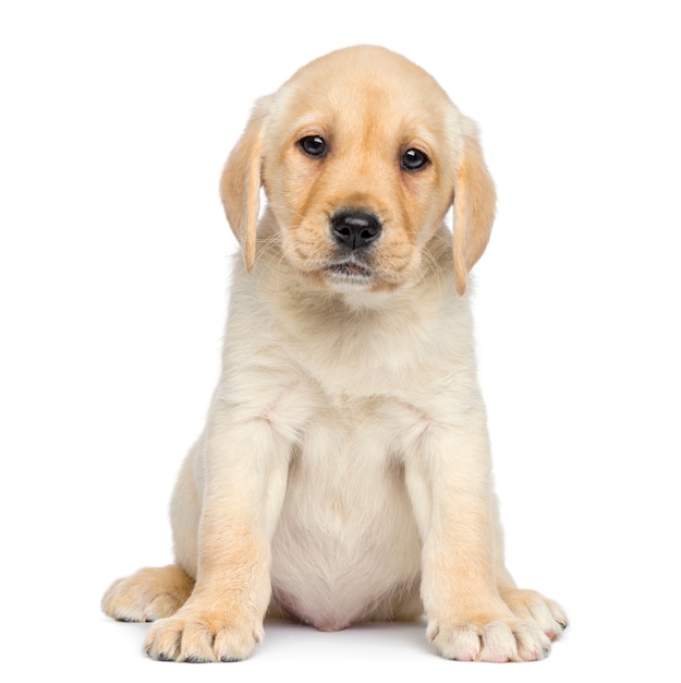 Labrador Puppy sitting and facing isolated on white
