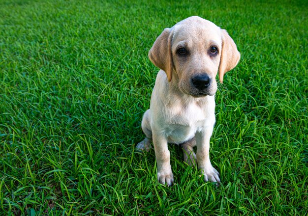 Labrador puppy spelen op het gazon