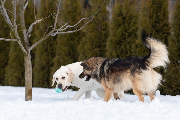 Labrador puppy stands slightly crouched to the ground and holds a toy ball in his teeth