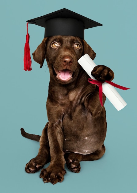 Labrador puppy zijn afstuderen