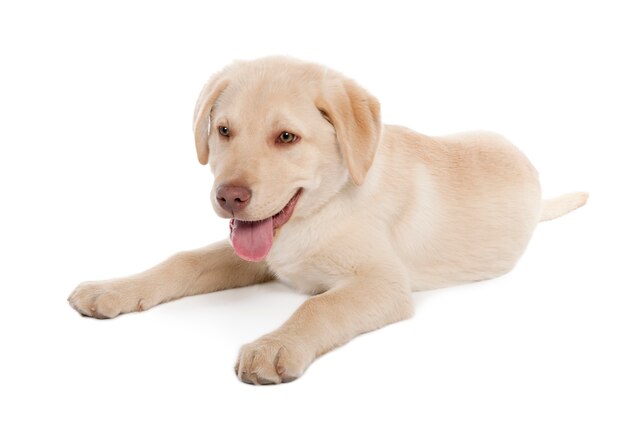 Labrador puppy