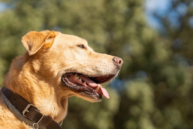 Labrador rashond opzij kijkend in een park