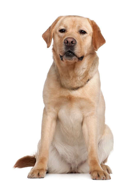 Labrador retriever, 2 years old. Dog portrait isolated