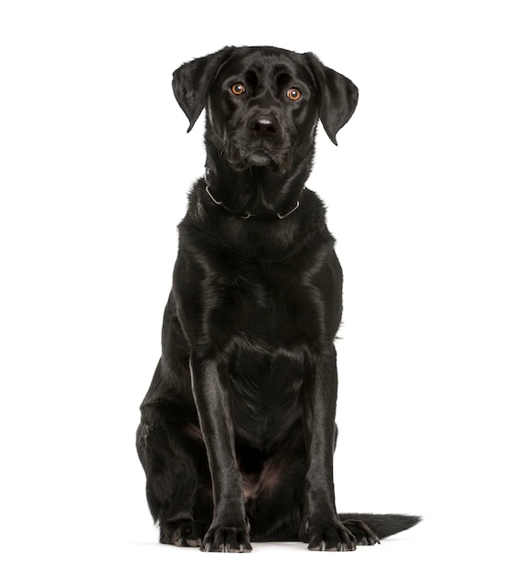 Labrador Retriever, 3 years old, sitting in front of white background