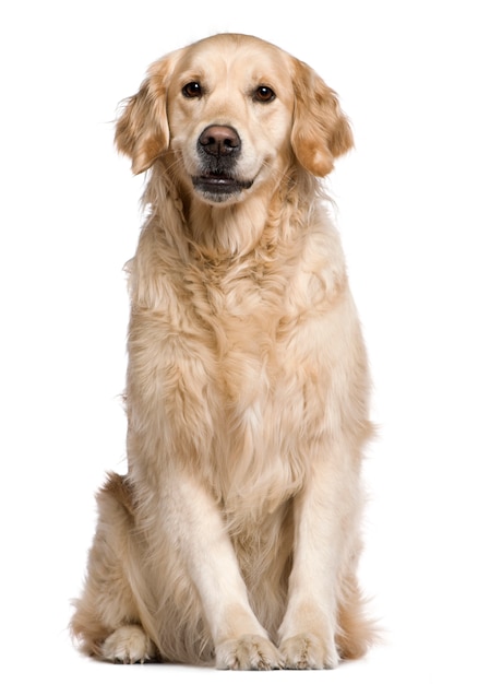 Photo labrador retriever, 4 years old. dog portrait isolated