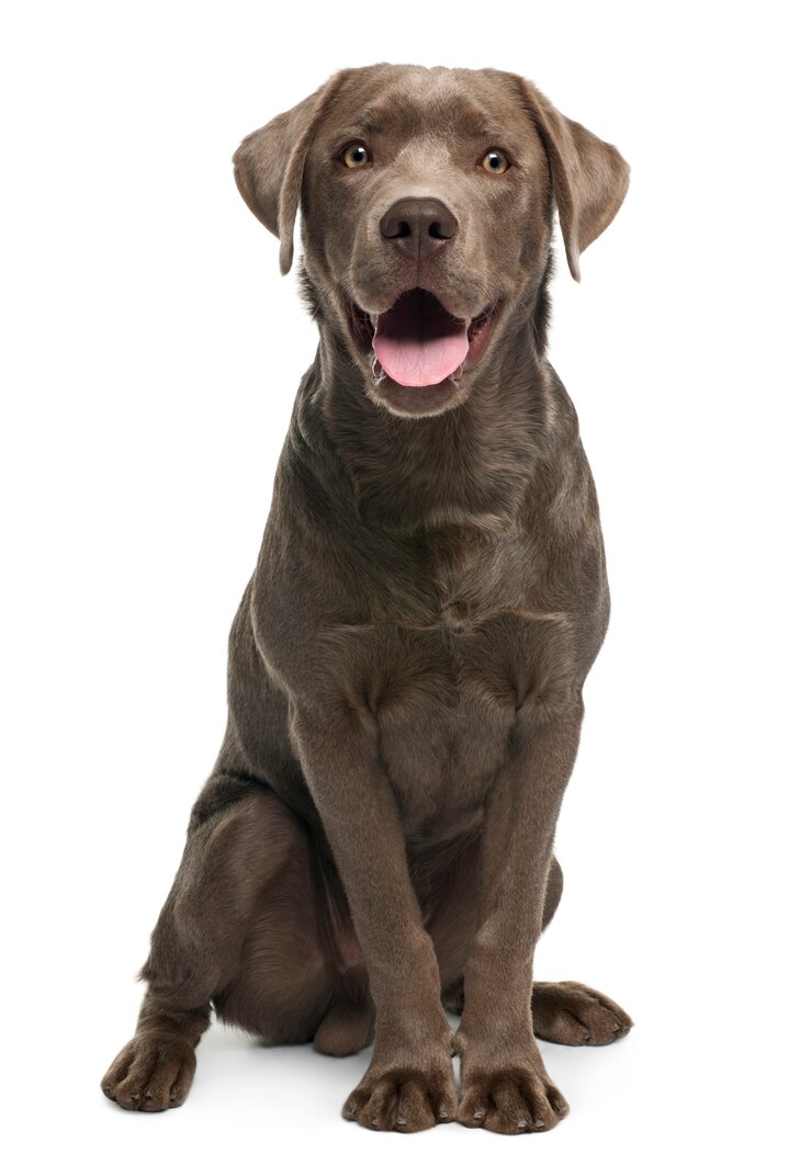 Photo ラブラドールレトリバー、生後7ヶ月。分離された犬の肖像画