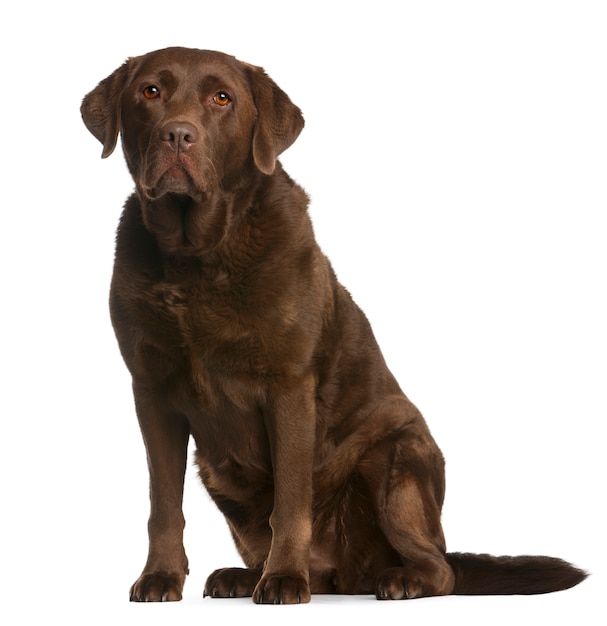 Labrador Retriever, 8 years old, sitting. Dog portrait isolated