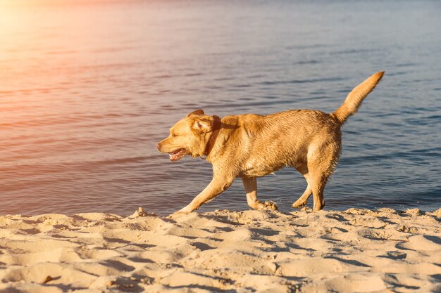 Photo labrador retriever on the beach sun flare