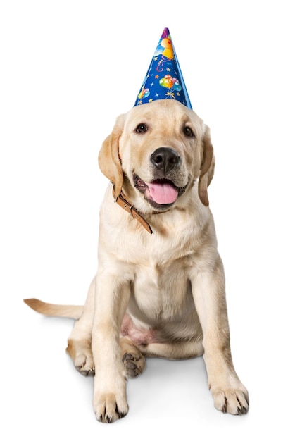 Labrador Retriever in a Birthday Hat