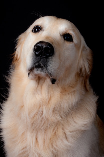 Labrador retriever on black