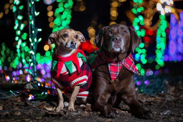 Photo labrador retriever and chihuahua dressed in christmas theme with lights in the background