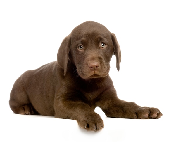 Labrador retriever chocolate puppy portrait isolated