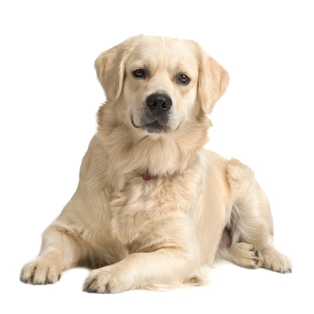 Labrador retriever cream with  18 months . Dog portrait isolated