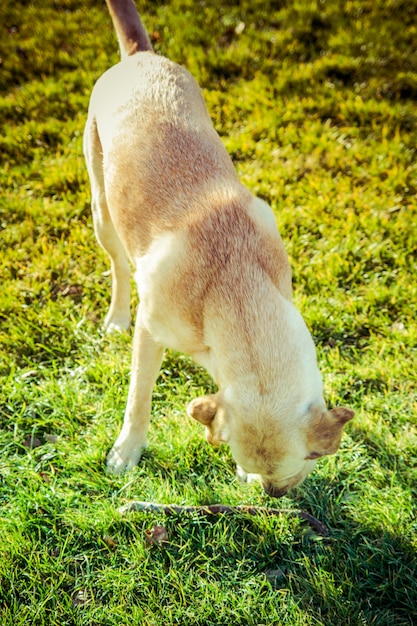 秋のラブラドールレトリバー犬