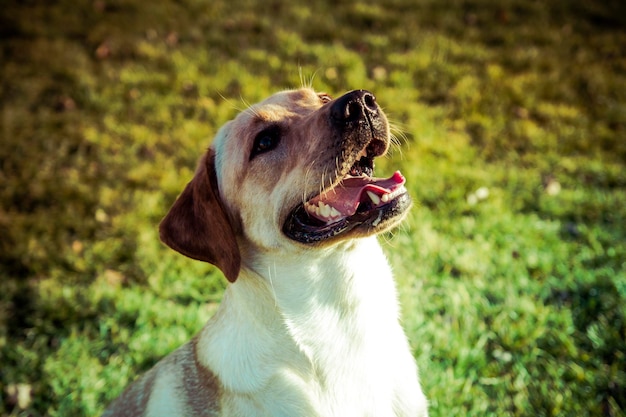 Labrador Retriever dog in autumn