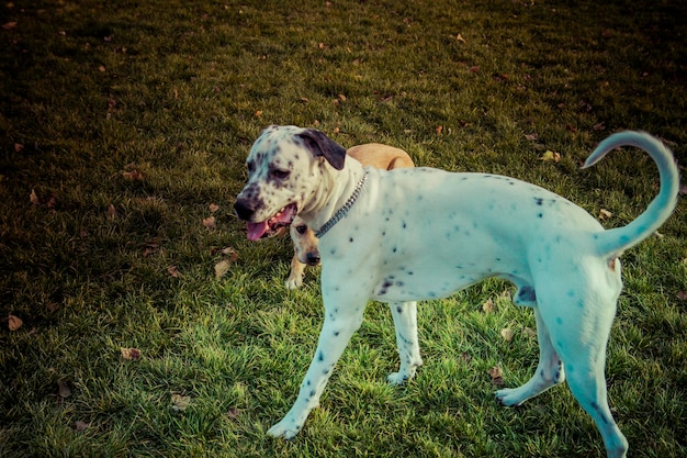 Labrador Retriever dog in autumn