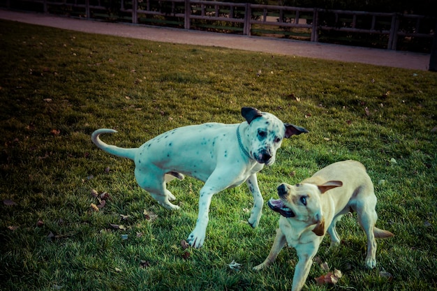 Labrador Retriever dog in autumn