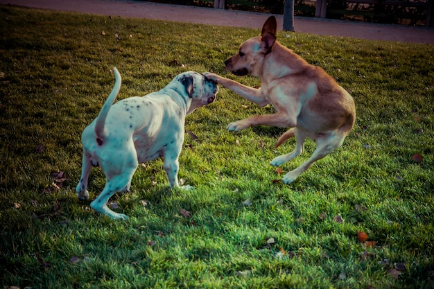 秋のラブラドールレトリバー犬