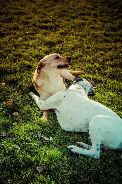 Labrador Retriever dog in autumn