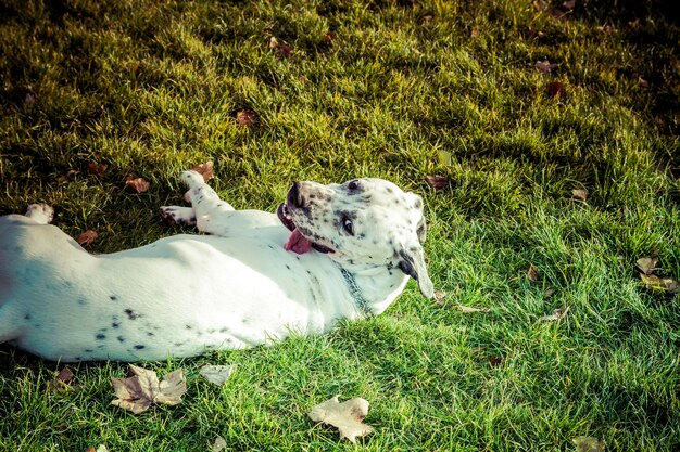 Labrador Retriever dog in autumn